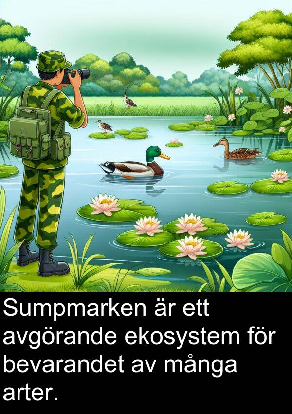många: Sumpmarken är ett avgörande ekosystem för bevarandet av många arter.