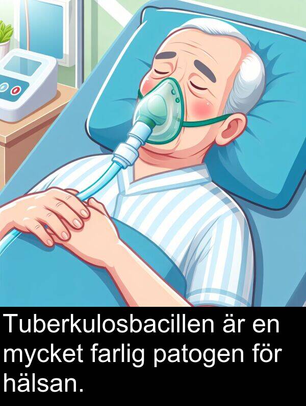 farlig: Tuberkulosbacillen är en mycket farlig patogen för hälsan.