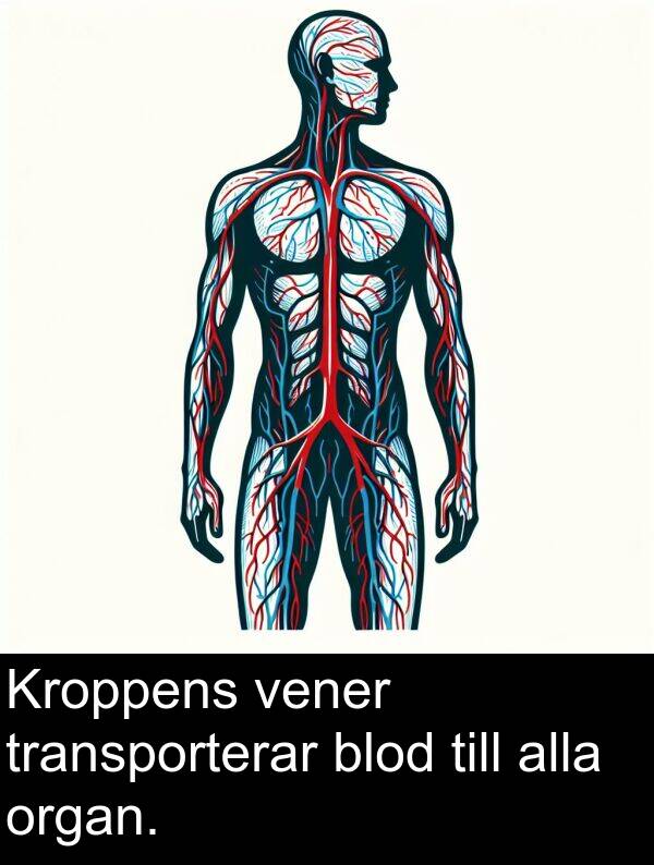 alla: Kroppens vener transporterar blod till alla organ.