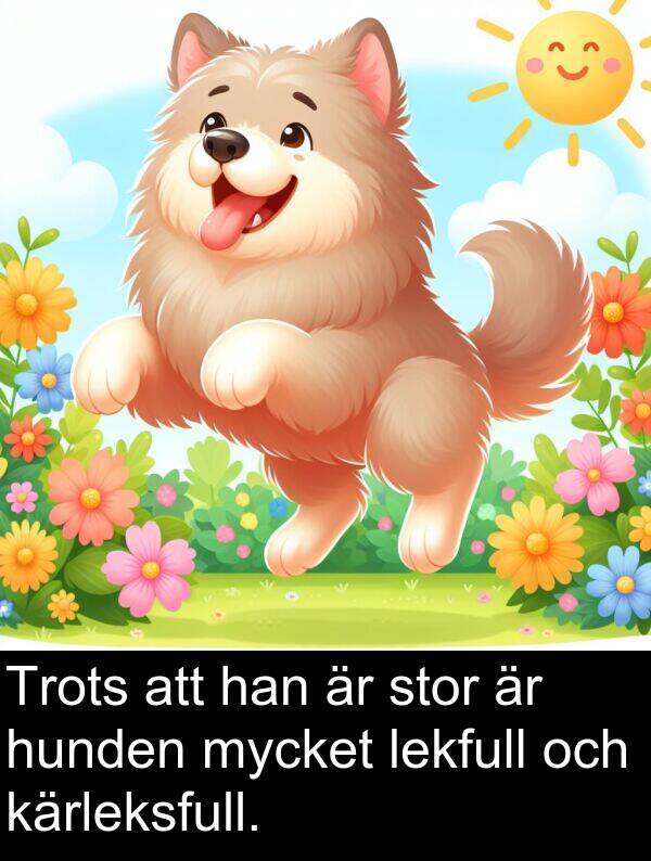 lekfull: Trots att han är stor är hunden mycket lekfull och kärleksfull.