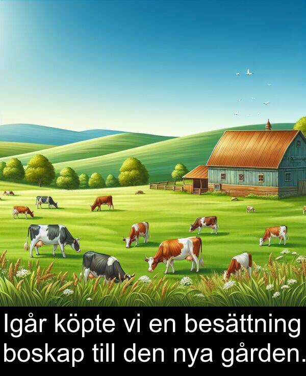 gården: Igår köpte vi en besättning boskap till den nya gården.