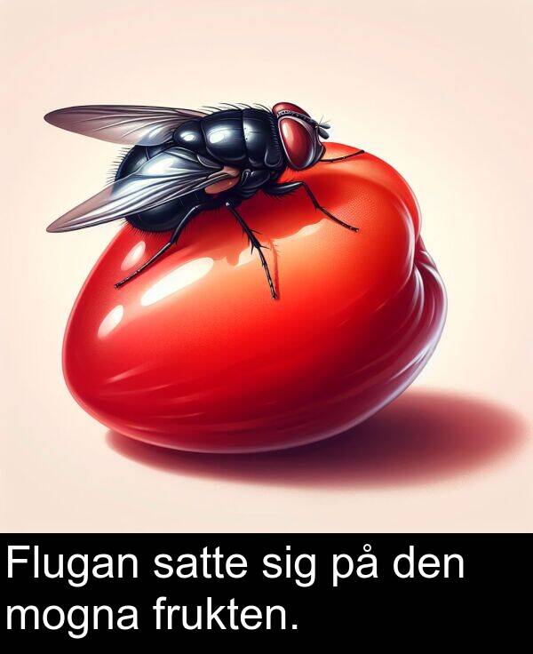 sig: Flugan satte sig på den mogna frukten.