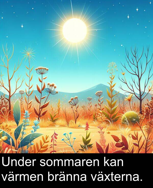 växterna: Under sommaren kan värmen bränna växterna.