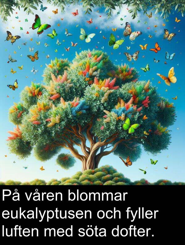 luften: På våren blommar eukalyptusen och fyller luften med söta dofter.