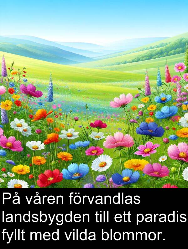landsbygden: På våren förvandlas landsbygden till ett paradis fyllt med vilda blommor.