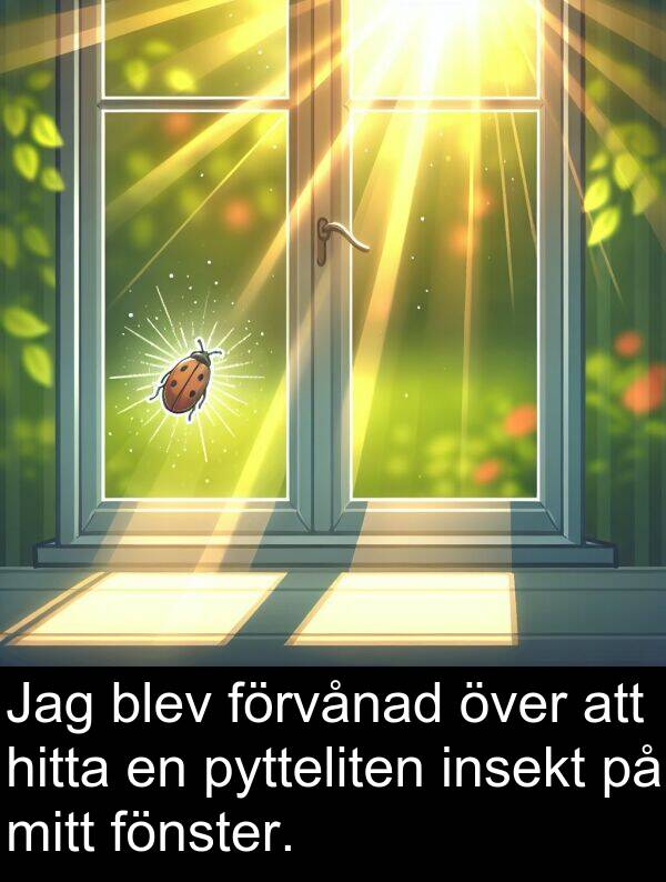 fönster: Jag blev förvånad över att hitta en pytteliten insekt på mitt fönster.