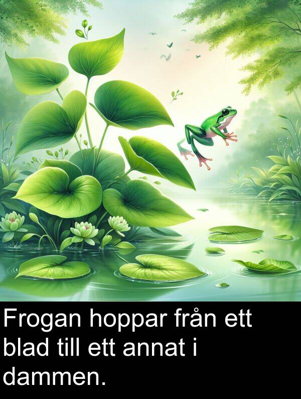hoppar: Frogan hoppar från ett blad till ett annat i dammen.