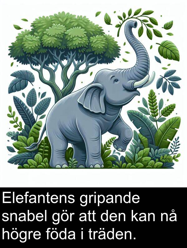 snabel: Elefantens gripande snabel gör att den kan nå högre föda i träden.