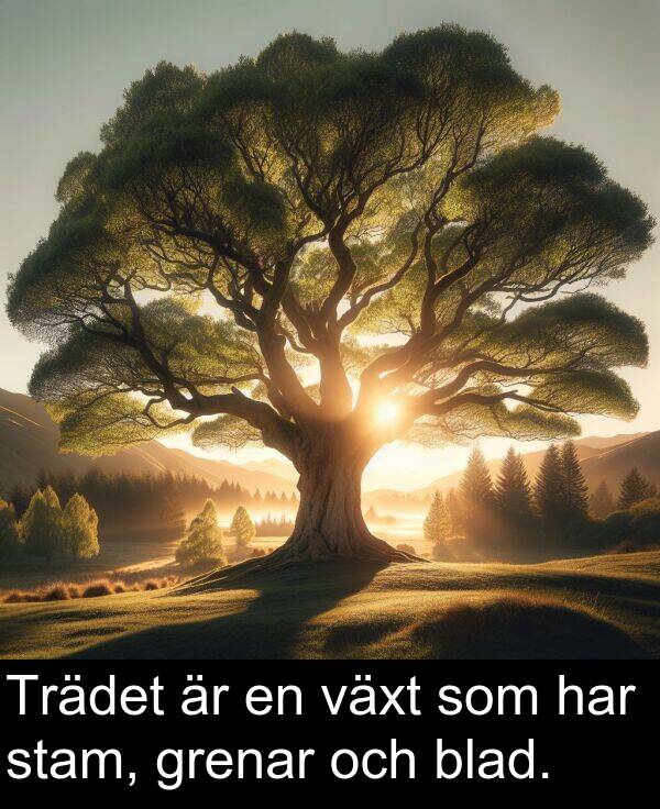 som: Trädet är en växt som har stam, grenar och blad.