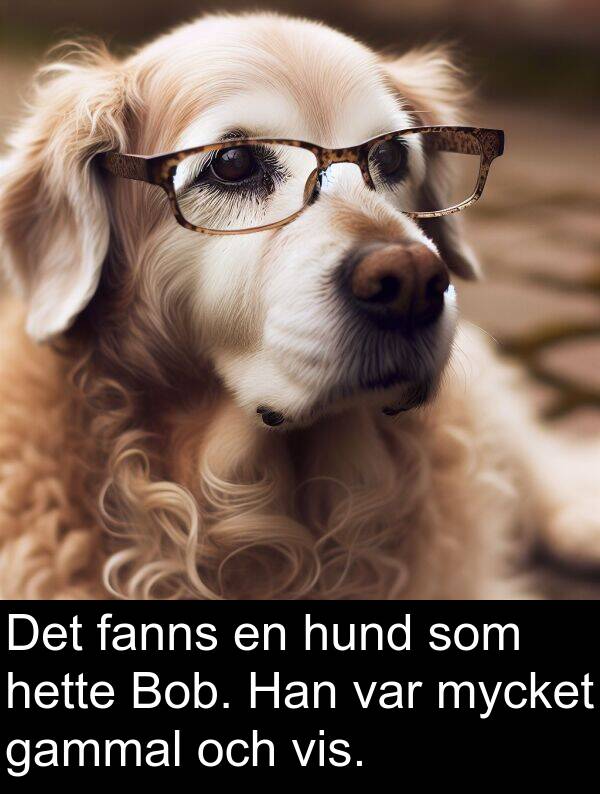 fanns: Det fanns en hund som hette Bob. Han var mycket gammal och vis.
