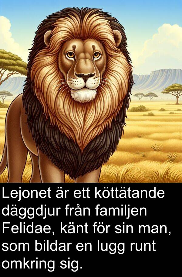 familjen: Lejonet är ett köttätande däggdjur från familjen Felidae, känt för sin man, som bildar en lugg runt omkring sig.
