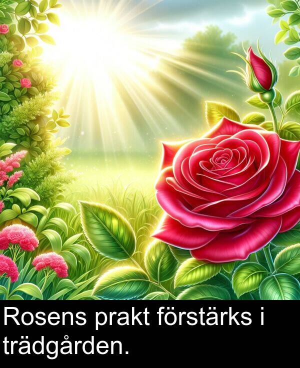 förstärks: Rosens prakt förstärks i trädgården.