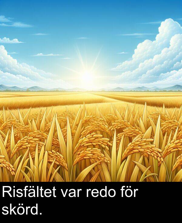 för: Risfältet var redo för skörd.