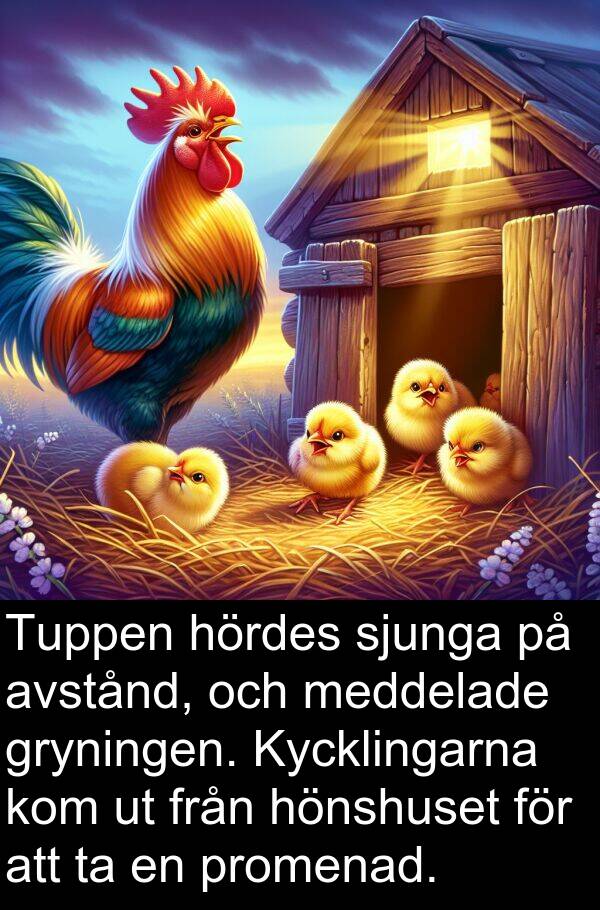 hönshuset: Tuppen hördes sjunga på avstånd, och meddelade gryningen. Kycklingarna kom ut från hönshuset för att ta en promenad.