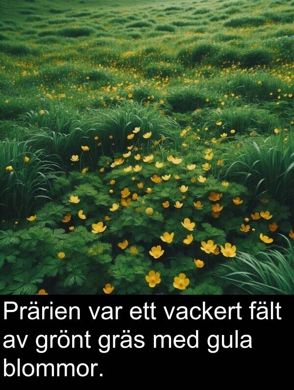 fält: Prärien var ett vackert fält av grönt gräs med gula blommor.