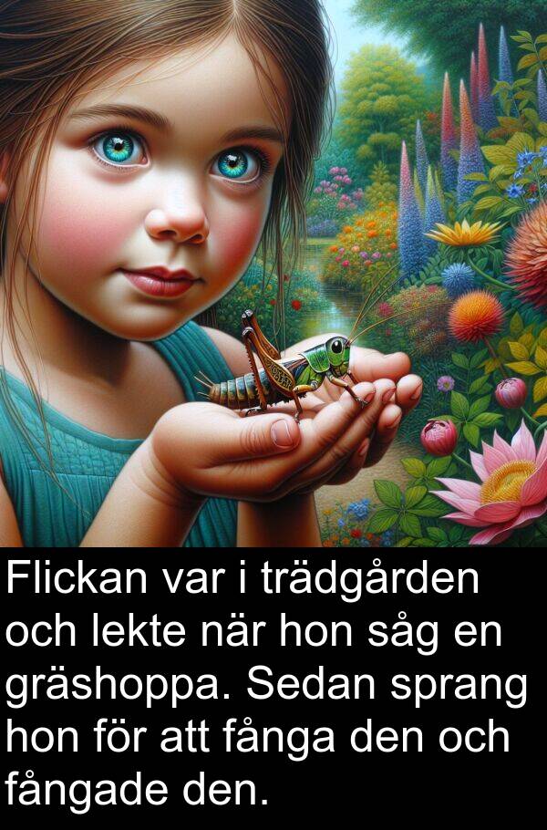 fånga: Flickan var i trädgården och lekte när hon såg en gräshoppa. Sedan sprang hon för att fånga den och fångade den.