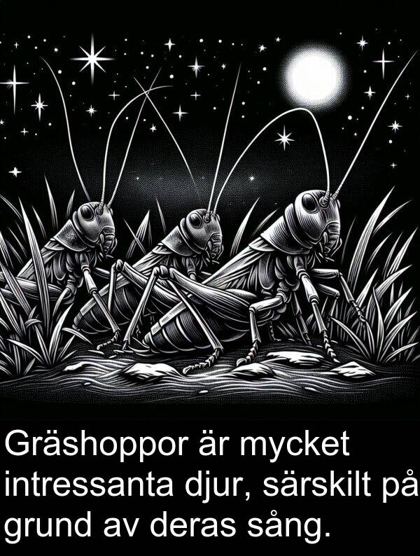 grund: Gräshoppor är mycket intressanta djur, särskilt på grund av deras sång.
