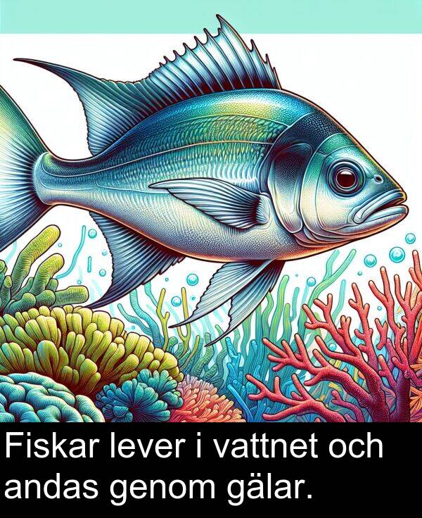 genom: Fiskar lever i vattnet och andas genom gälar.
