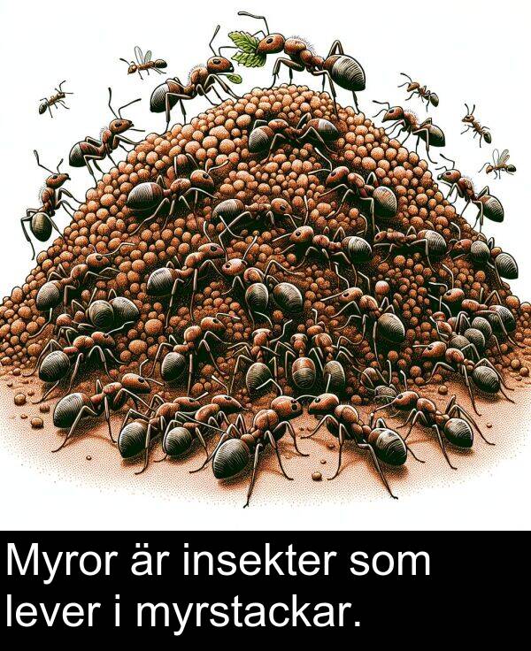 som: Myror är insekter som lever i myrstackar.