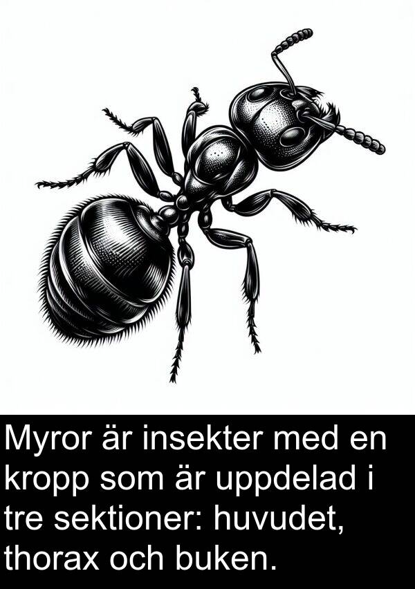 tre: Myror är insekter med en kropp som är uppdelad i tre sektioner: huvudet, thorax och buken.