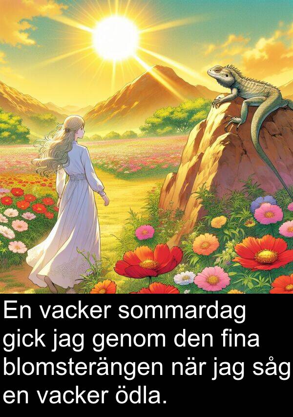 ödla: En vacker sommardag gick jag genom den fina blomsterängen när jag såg en vacker ödla.