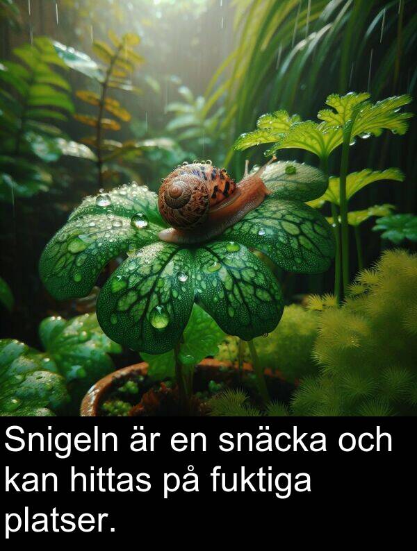 snäcka: Snigeln är en snäcka och kan hittas på fuktiga platser.