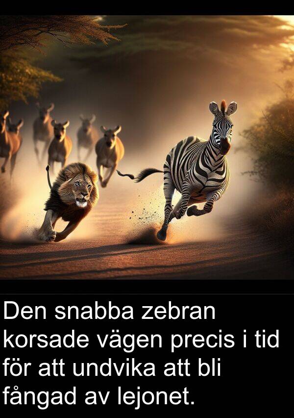 vägen: Den snabba zebran korsade vägen precis i tid för att undvika att bli fångad av lejonet.
