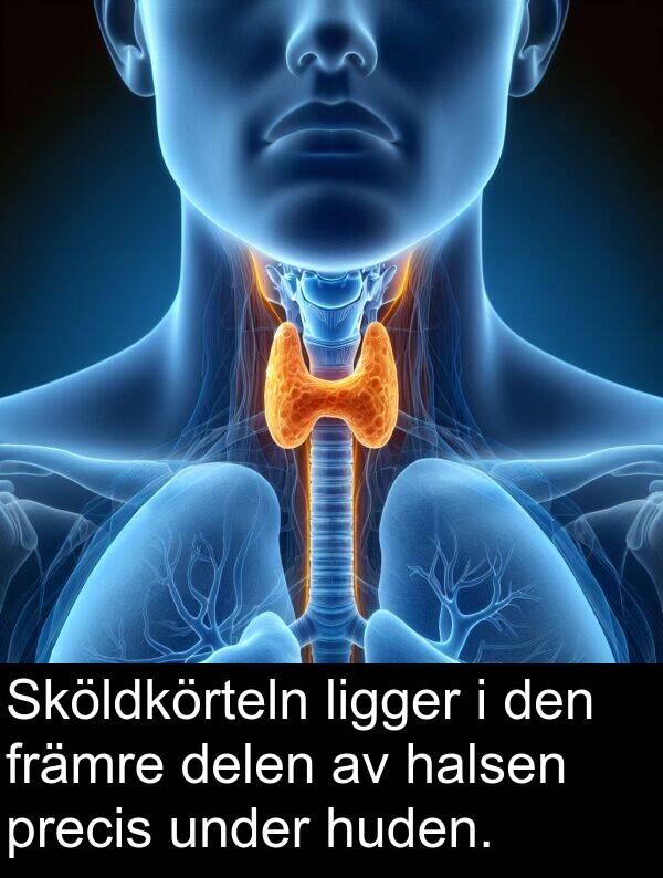 delen: Sköldkörteln ligger i den främre delen av halsen precis under huden.