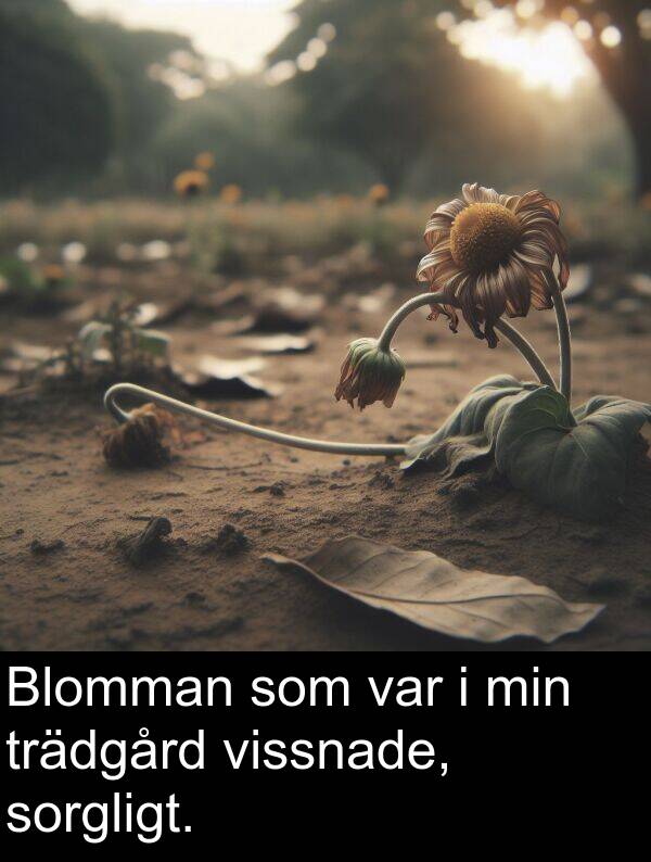 vissnade: Blomman som var i min trädgård vissnade, sorgligt.