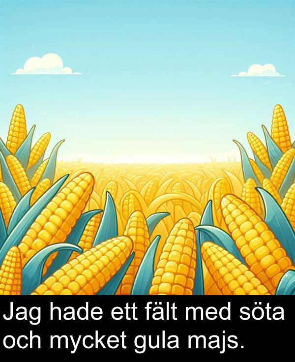 fält: Jag hade ett fält med söta och mycket gula majs.