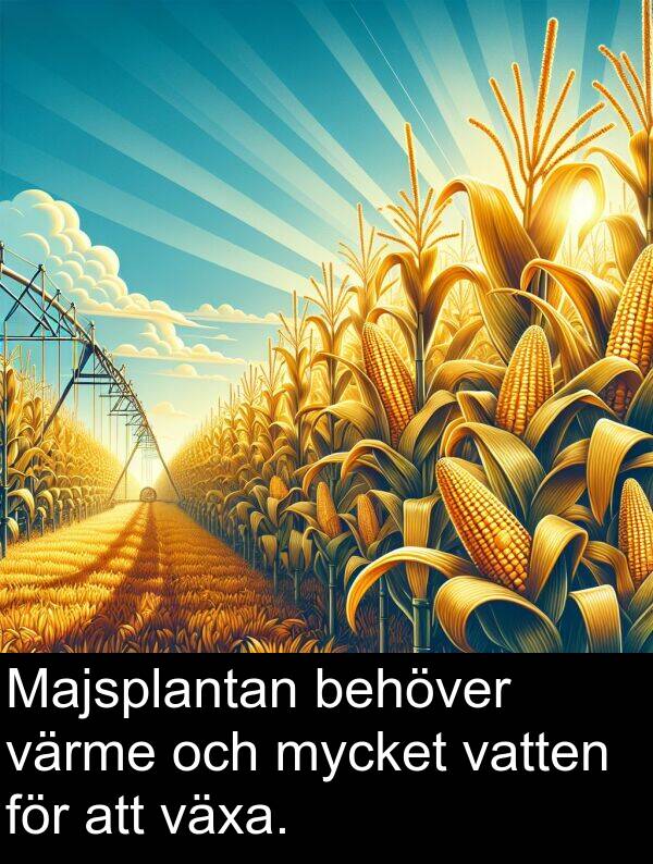 vatten: Majsplantan behöver värme och mycket vatten för att växa.