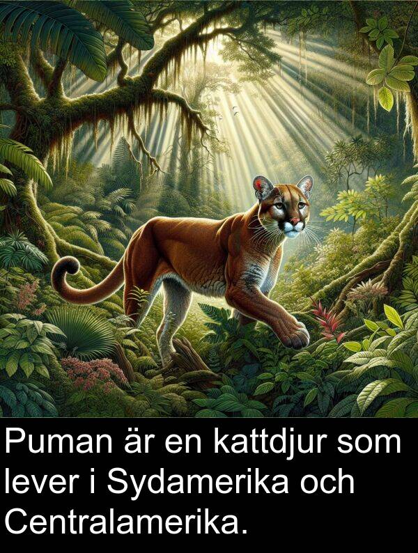 lever: Puman är en kattdjur som lever i Sydamerika och Centralamerika.