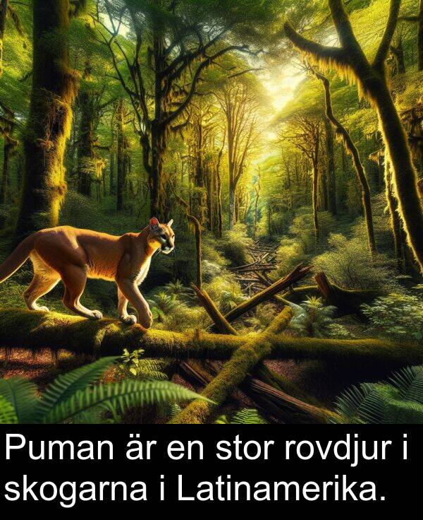stor: Puman är en stor rovdjur i skogarna i Latinamerika.