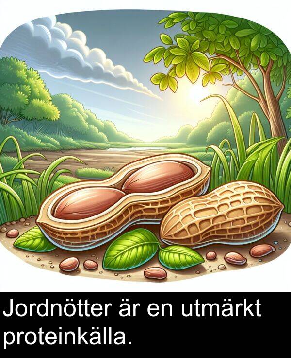 utmärkt: Jordnötter är en utmärkt proteinkälla.