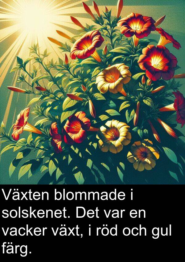 färg: Växten blommade i solskenet. Det var en vacker växt, i röd och gul färg.