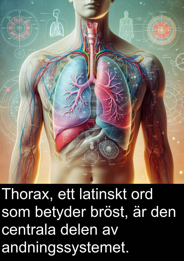 delen: Thorax, ett latinskt ord som betyder bröst, är den centrala delen av andningssystemet.