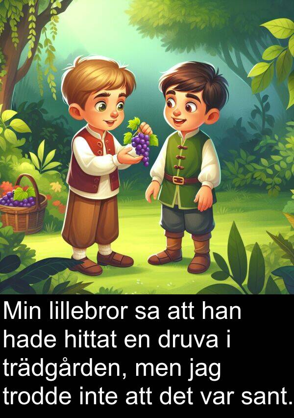 trodde: Min lillebror sa att han hade hittat en druva i trädgården, men jag trodde inte att det var sant.