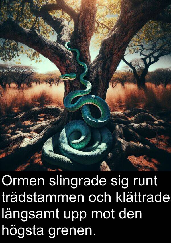 högsta: Ormen slingrade sig runt trädstammen och klättrade långsamt upp mot den högsta grenen.