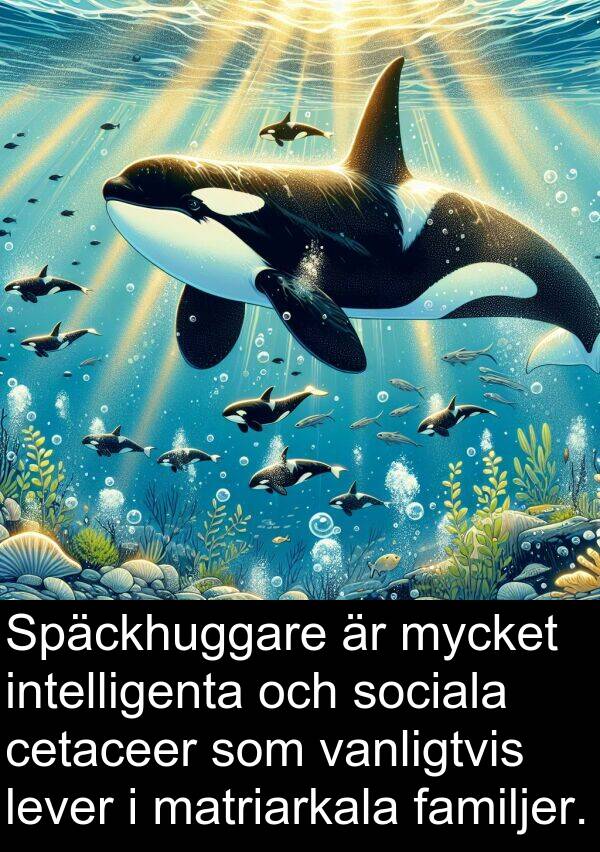 familjer: Späckhuggare är mycket intelligenta och sociala cetaceer som vanligtvis lever i matriarkala familjer.