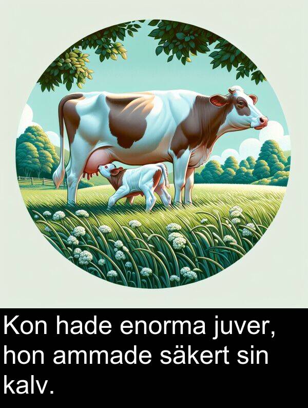 hon: Kon hade enorma juver, hon ammade säkert sin kalv.