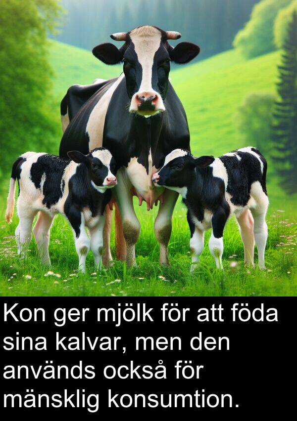 också: Kon ger mjölk för att föda sina kalvar, men den används också för mänsklig konsumtion.