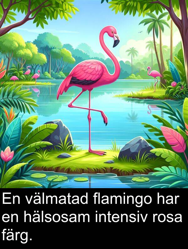 välmatad: En välmatad flamingo har en hälsosam intensiv rosa färg.