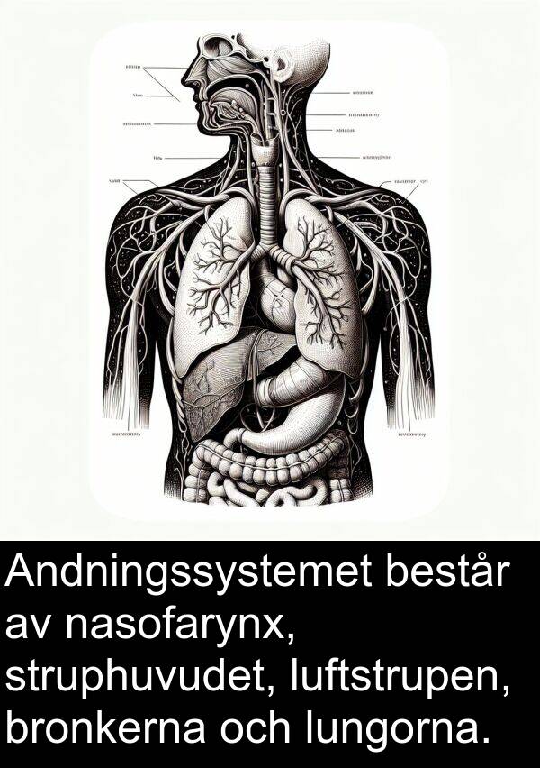 nasofarynx: Andningssystemet består av nasofarynx, struphuvudet, luftstrupen, bronkerna och lungorna.