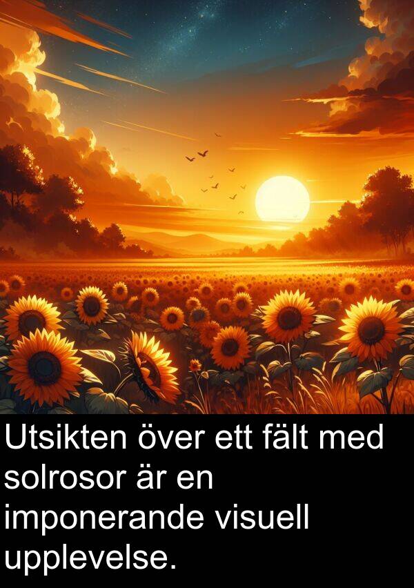fält: Utsikten över ett fält med solrosor är en imponerande visuell upplevelse.