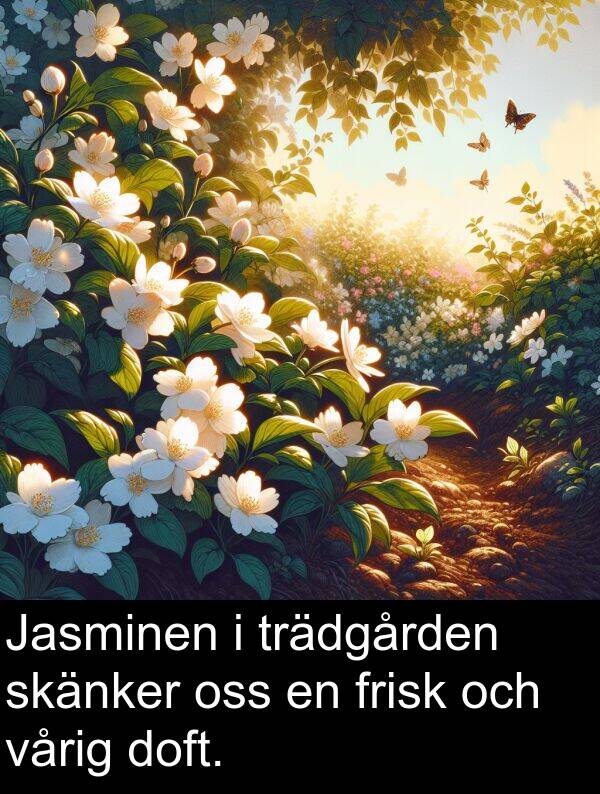 oss: Jasminen i trädgården skänker oss en frisk och vårig doft.