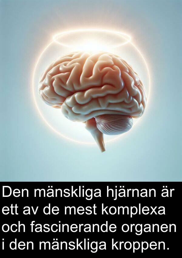 mänskliga: Den mänskliga hjärnan är ett av de mest komplexa och fascinerande organen i den mänskliga kroppen.