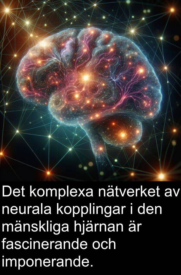 nätverket: Det komplexa nätverket av neurala kopplingar i den mänskliga hjärnan är fascinerande och imponerande.