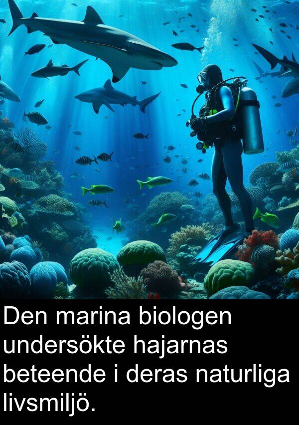 naturliga: Den marina biologen undersökte hajarnas beteende i deras naturliga livsmiljö.