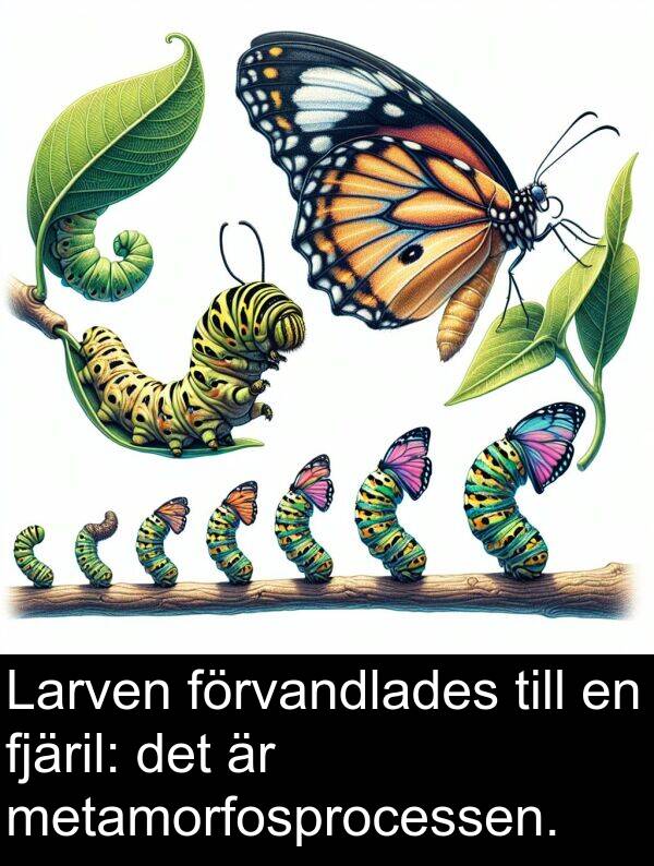 förvandlades: Larven förvandlades till en fjäril: det är metamorfosprocessen.