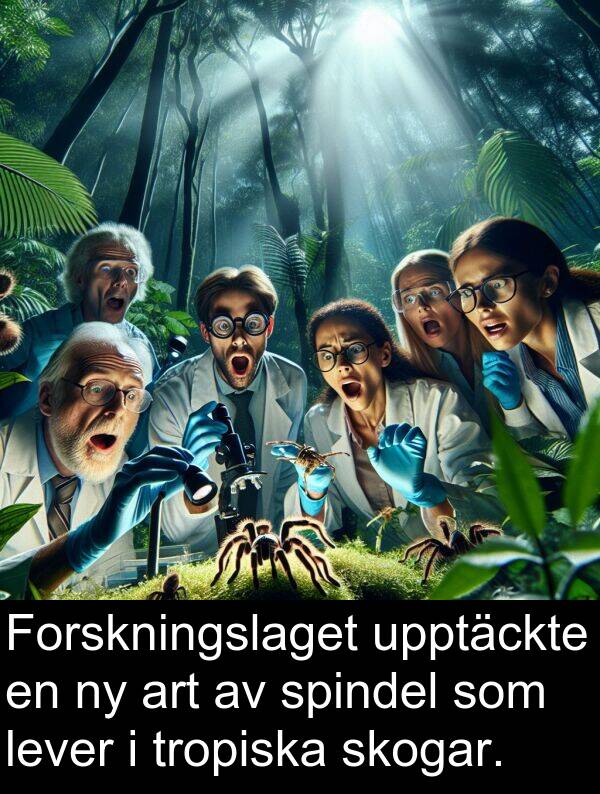tropiska: Forskningslaget upptäckte en ny art av spindel som lever i tropiska skogar.